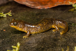 Image of Southern Torrent Salamander