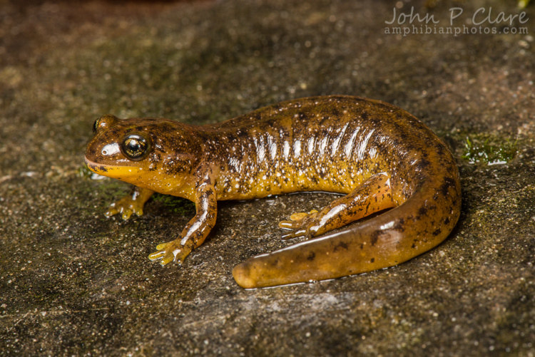 Слика од Rhyacotriton variegatus Stebbins & Lowe 1951