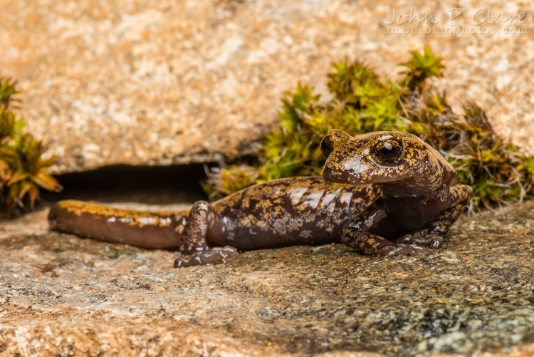 Image of Shasta Salamander