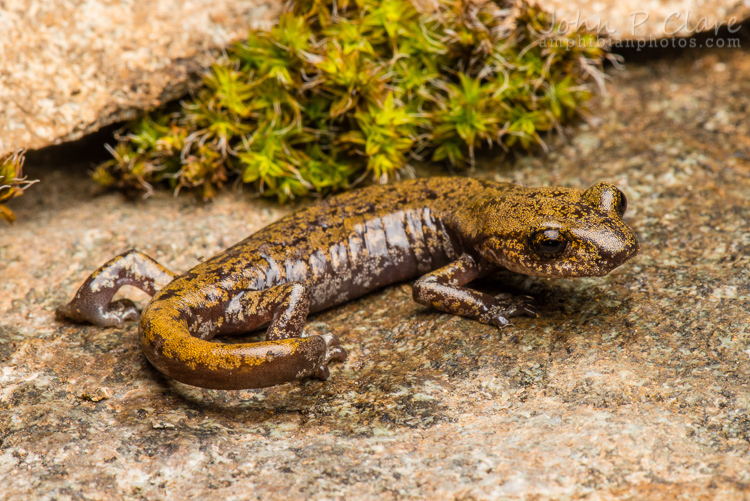 Image of Shasta Salamander