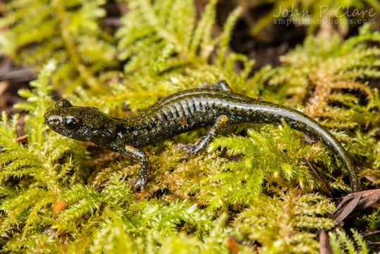 Image of Black Salamander