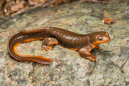 Image of California Newt