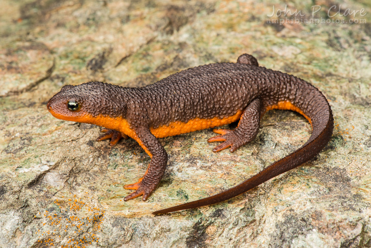 Image of California Newt