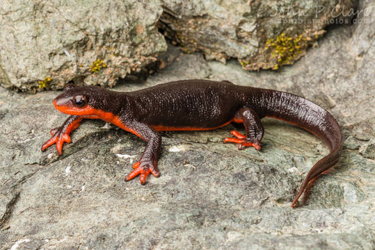 Image of Redbelly Newt