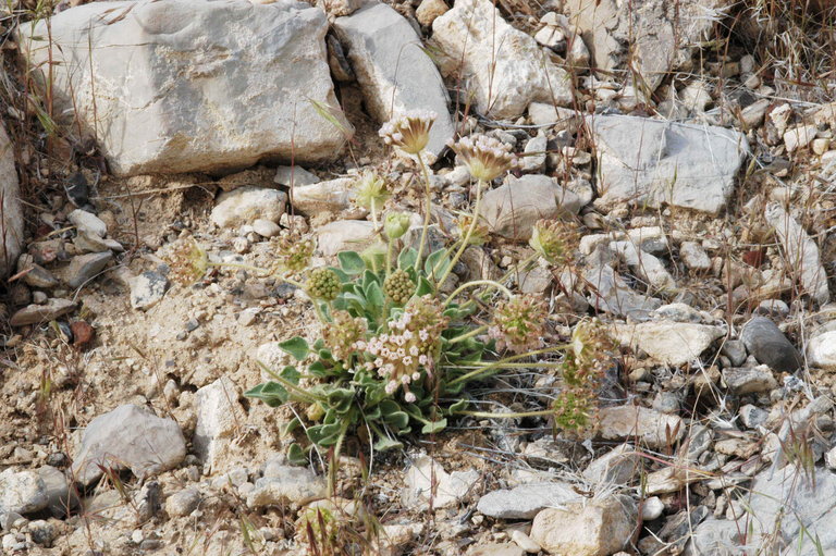 Image of dwarf sand verbena