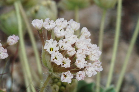 Image of dwarf sand verbena