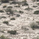 Sivun Artemisia pygmaea A. Gray kuva