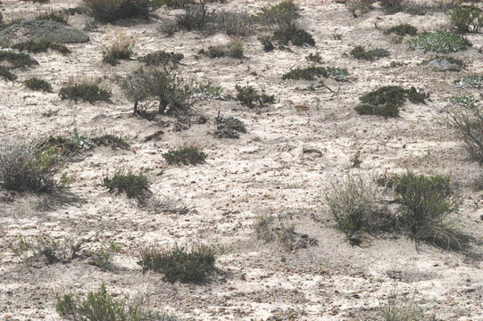 Image de Artemisia pygmaea A. Gray