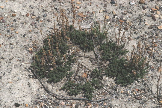 Image of pygmy sagebrush