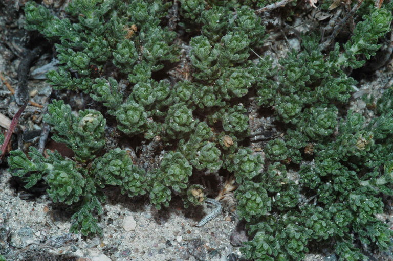 Imagem de Artemisia pygmaea A. Gray