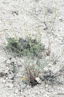 Imagem de Astragalus atratus S. Wats.