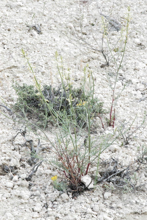 Imagem de Astragalus atratus S. Wats.