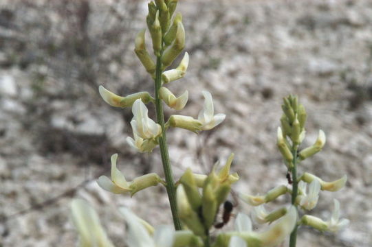 Imagem de Astragalus atratus S. Wats.