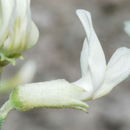 Sivun Astragalus atratus S. Wats. kuva