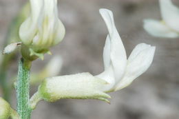 Imagem de Astragalus atratus S. Wats.