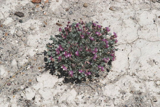 Sivun Astragalus calycosus Torr. ex S. Wats. kuva