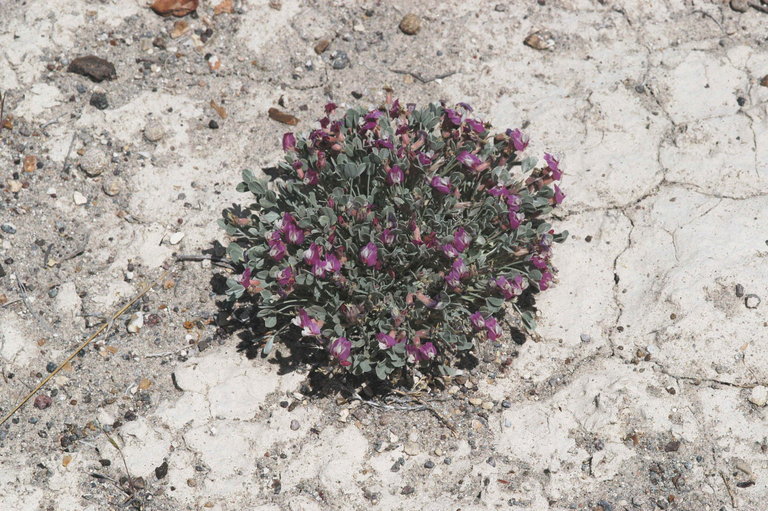 Image of Torrey's milkvetch