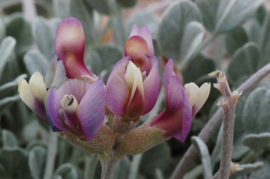 Image of Torrey's milkvetch