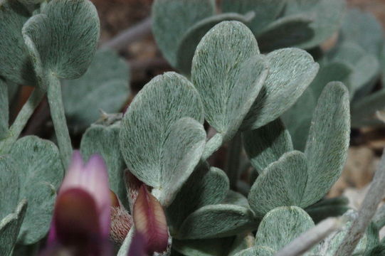 Image of Torrey's milkvetch