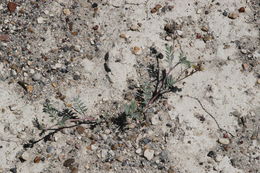 Image of groundcover milkvetch