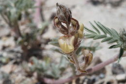 Image of groundcover milkvetch