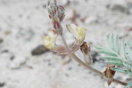 Слика од Astragalus humistratus A. Gray