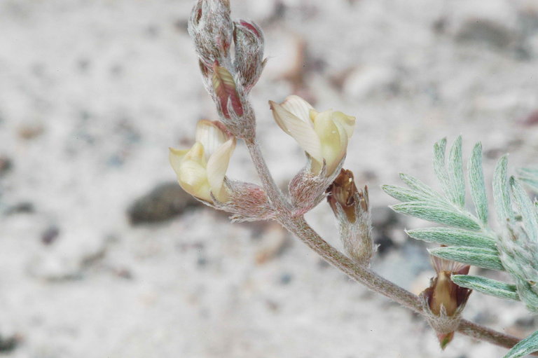 Image of groundcover milkvetch