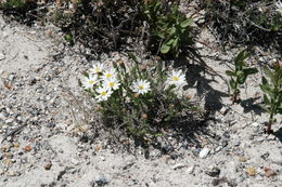 Image de Chaetopappa ericoides (Torr.) G. L. Nesom