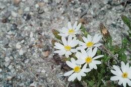 Plancia ëd Chaetopappa ericoides (Torr.) G. L. Nesom