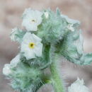 صورة <i>Cryptantha welshii</i>