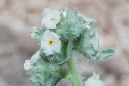 صورة <i>Cryptantha welshii</i>