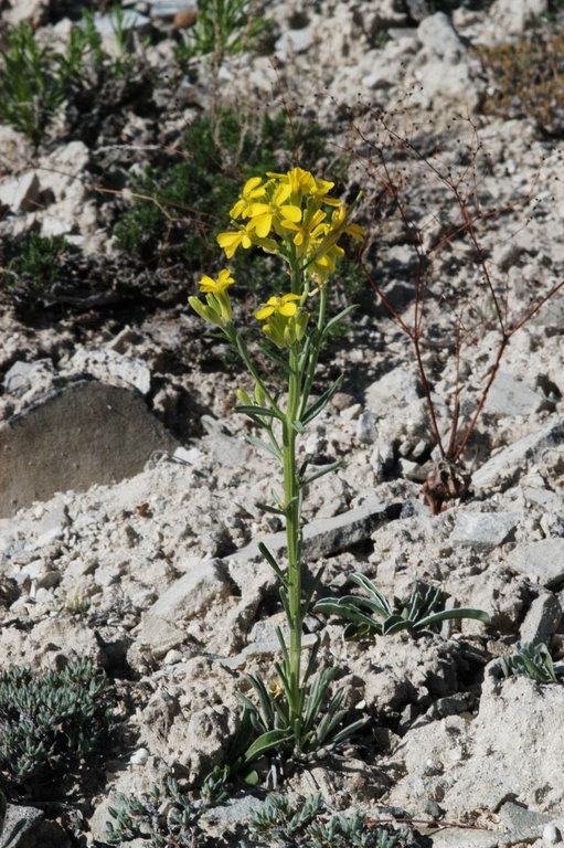 Image of sanddune wallflower