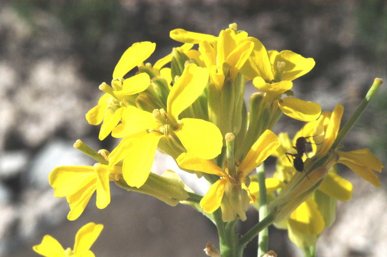 Image of sanddune wallflower