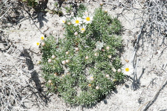 Imagem de Erigeron compactus Blake