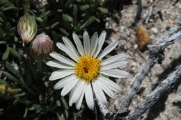 Слика од Erigeron compactus Blake