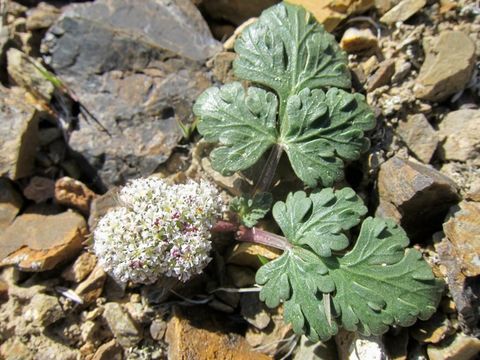 Image of <i>Cymopterus corrugatus</i>