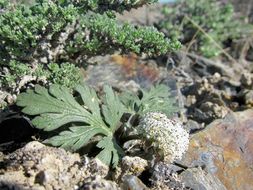 <i>Cymopterus corrugatus</i> resmi