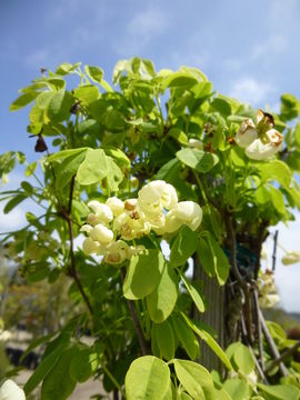 Image of Five-leaf Akebia