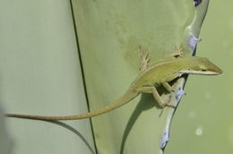 Image of American Anole