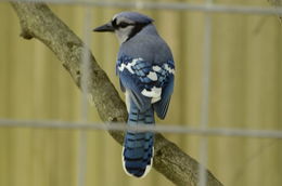 Image of Blue Jay