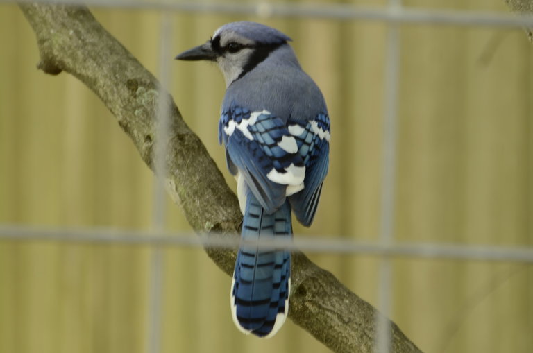 Image of Blue Jay