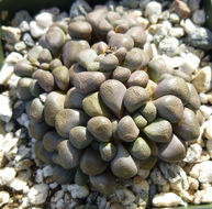 Image of Aloinopsis schooneesii L. Bol.