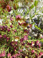 Image of sweet boronia