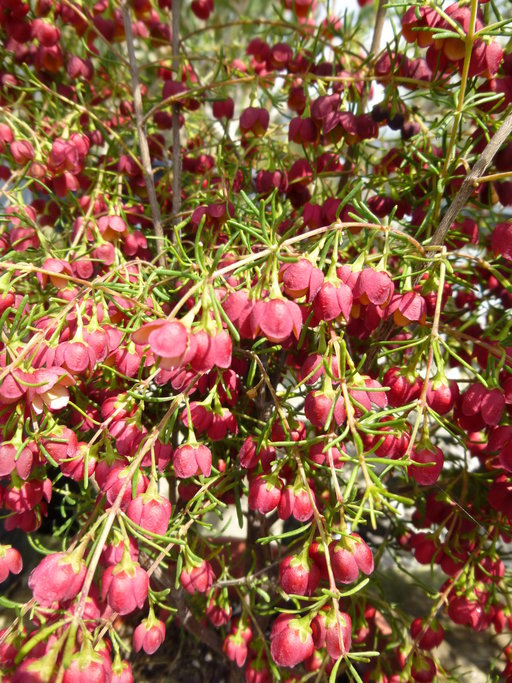 Image of sweet boronia