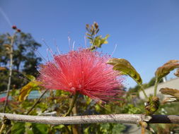 Imagem de Calliandra haematocephala Hassk.