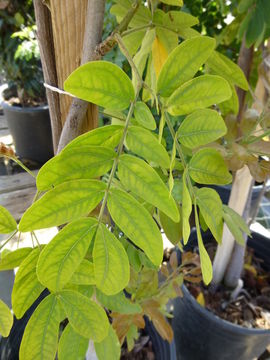 Plancia ëd Calliandra haematocephala Hassk.