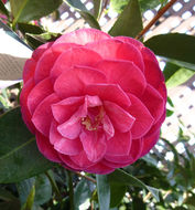 Image of camellia