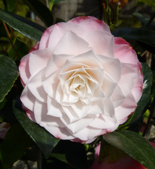 Image of camellia