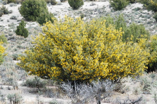 Sivun <i>Mahonia fremontii</i> kuva