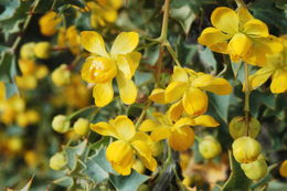 Sivun <i>Mahonia fremontii</i> kuva